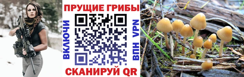 Псилоцибиновые грибы Psilocybe  OMG ТОР  Фролово  наркота 